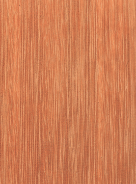 Kempas (Koompassia malaccensis)