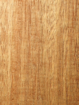 Melunak (Pentace spp.)